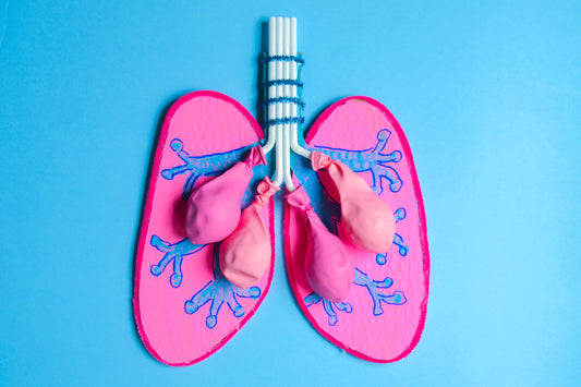 Learn How Your Lungs Work